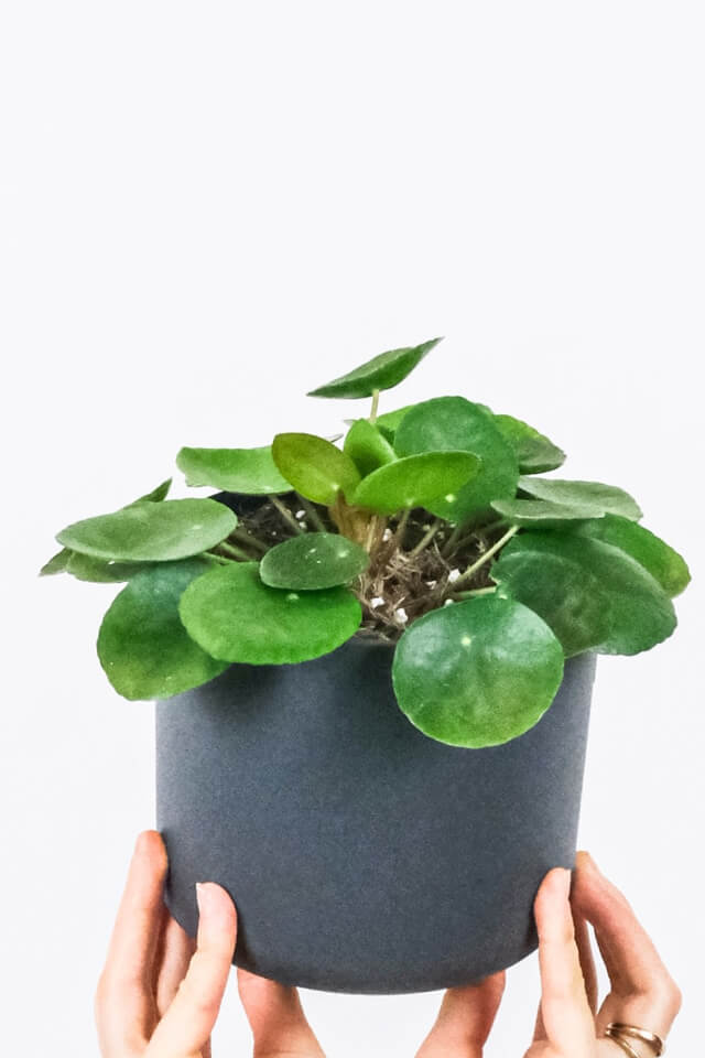 Peperomia obtusifolia - Imagen 2