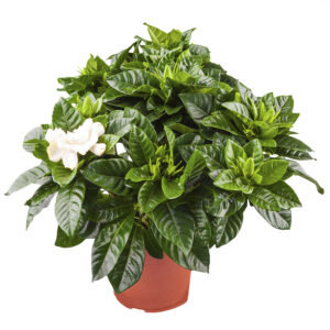 Gardenia jasminoides