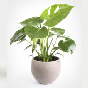 Dracaena Lisa