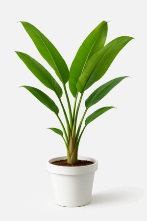 Ravenala madagascariensis (Palmera viajera)
