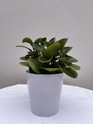 Peperomia obtusifolia