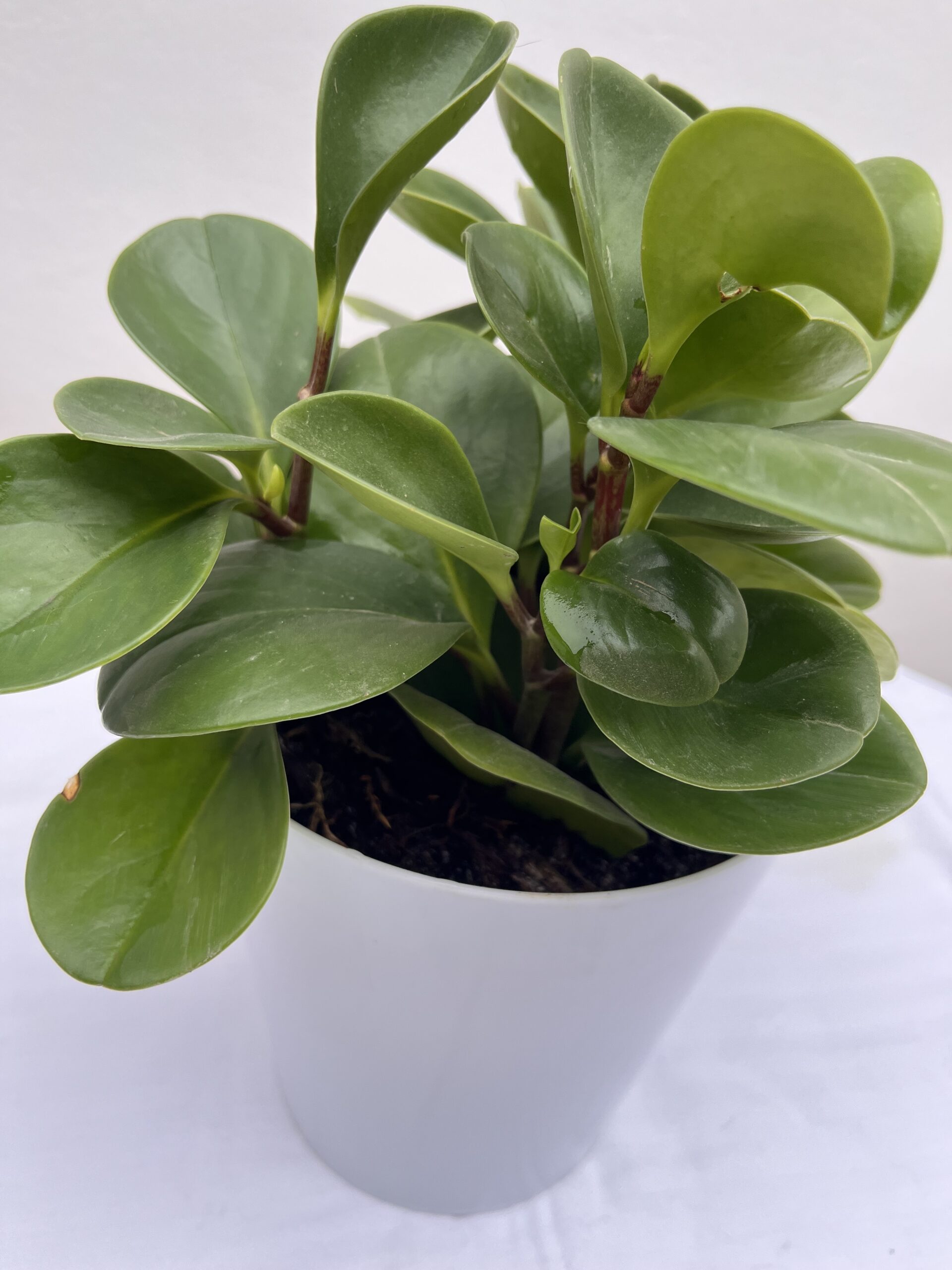 Peperomia obtusifolia - Imagen 3