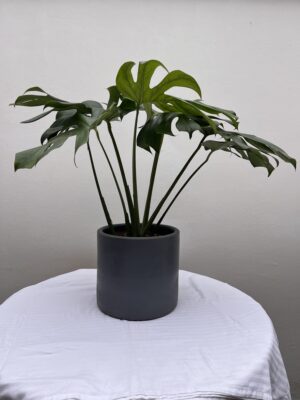 Monstera Deliciosa