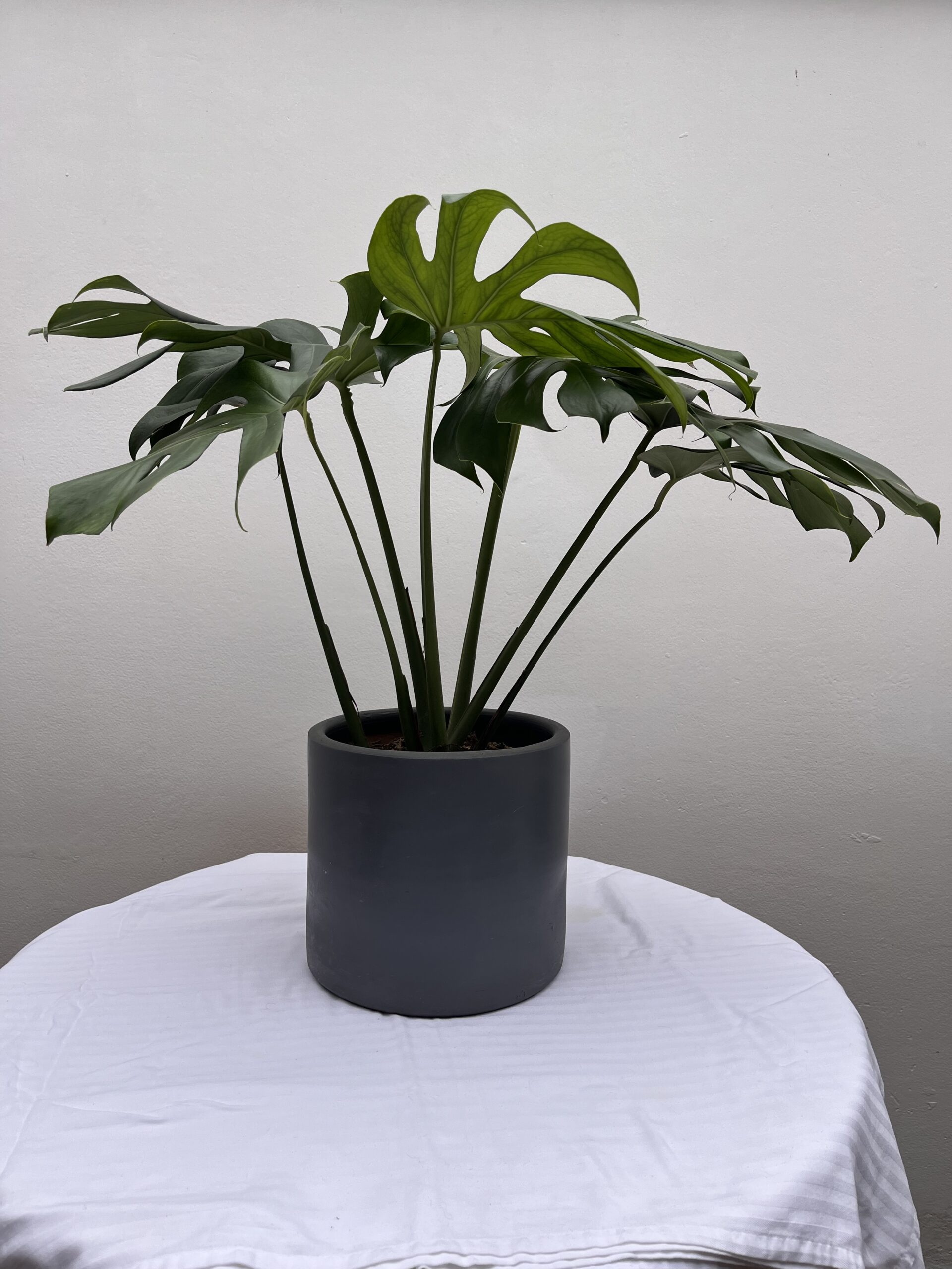 Monstera Deliciosa
