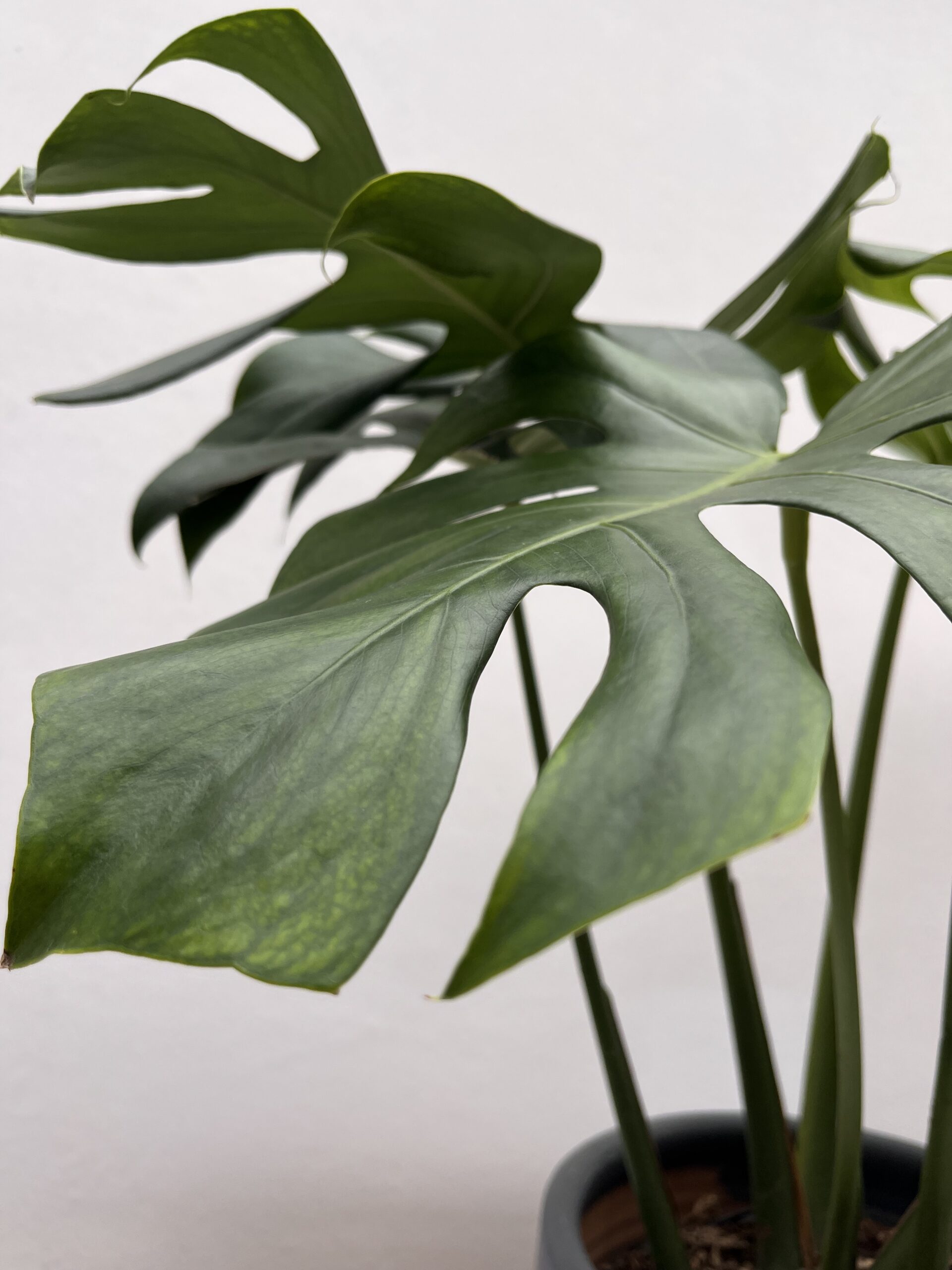 Monstera Deliciosa - Imagen 2
