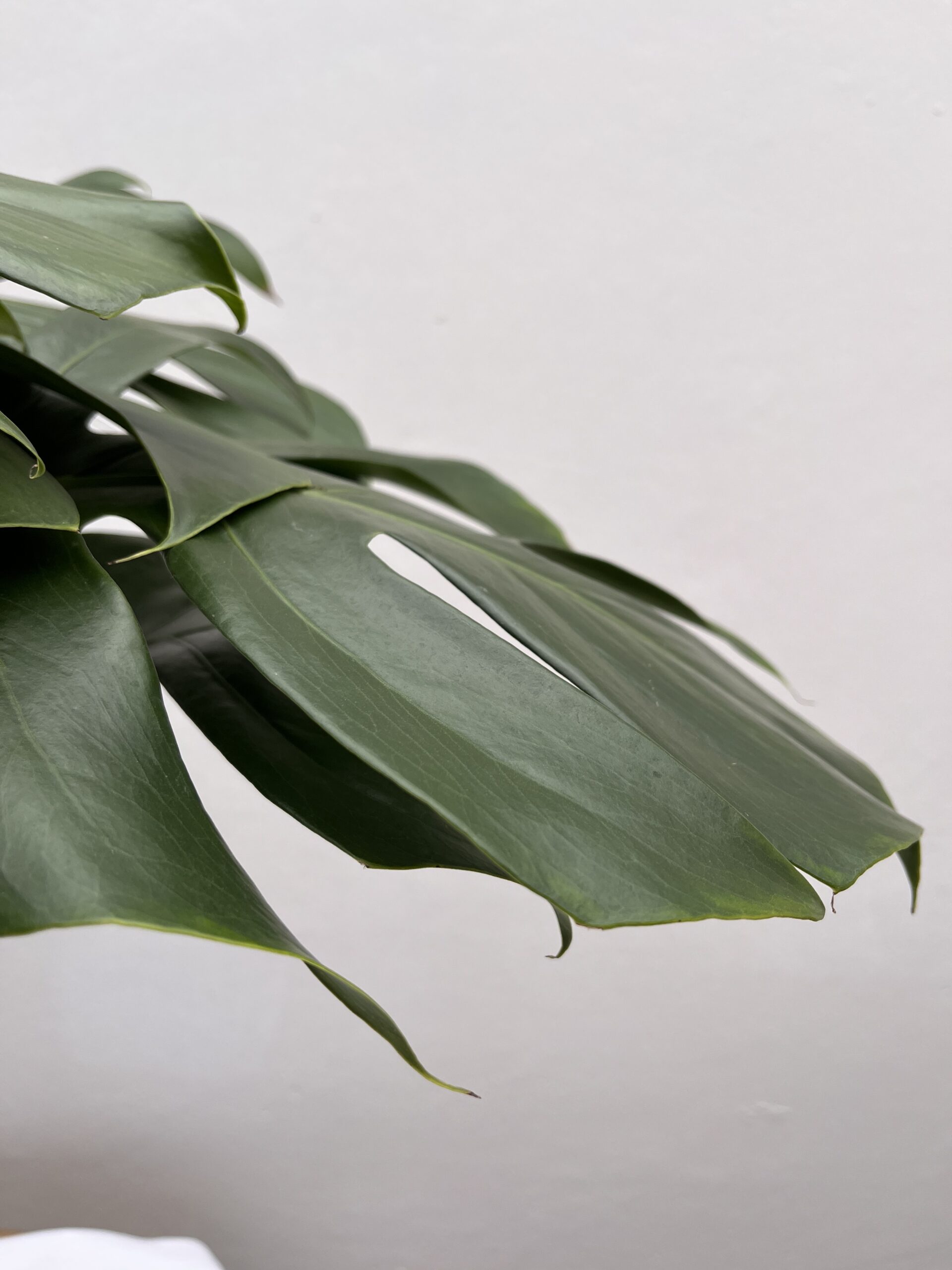 Monstera Deliciosa - Imagen 4