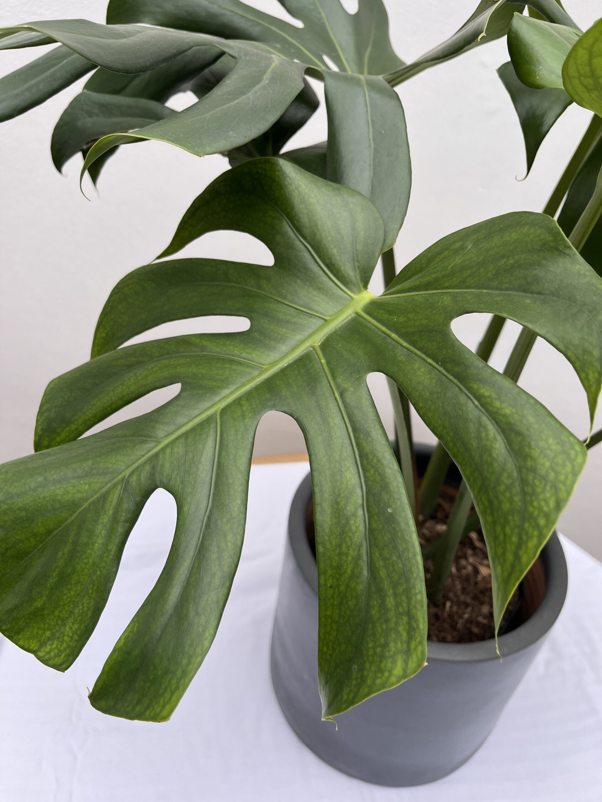 Monstera Deliciosa - Imagen 3