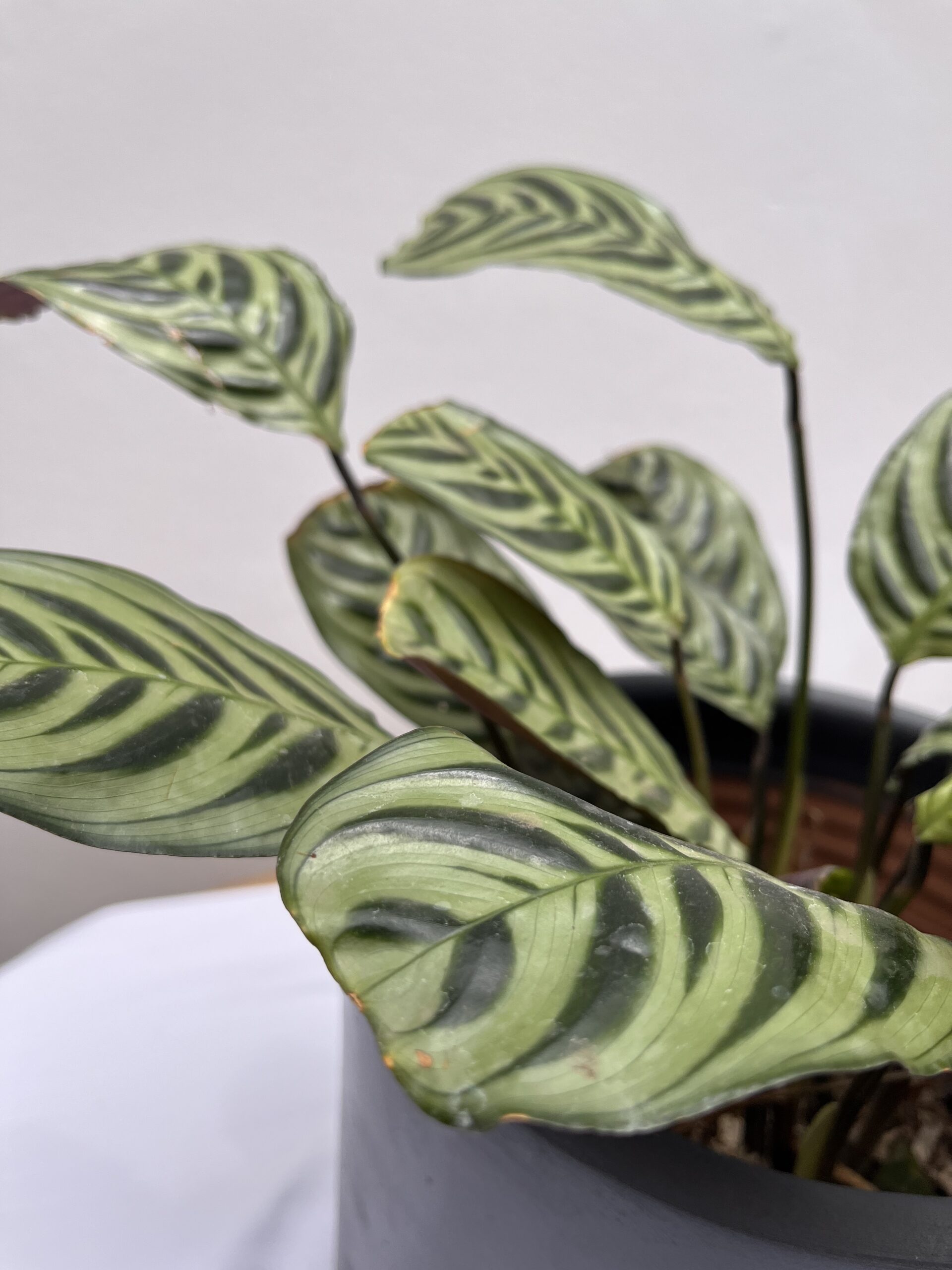 Maranta leuconeura (Calathea Sapito) - Imagen 2