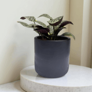 Maranta leuconeura (Calathea Sapito)