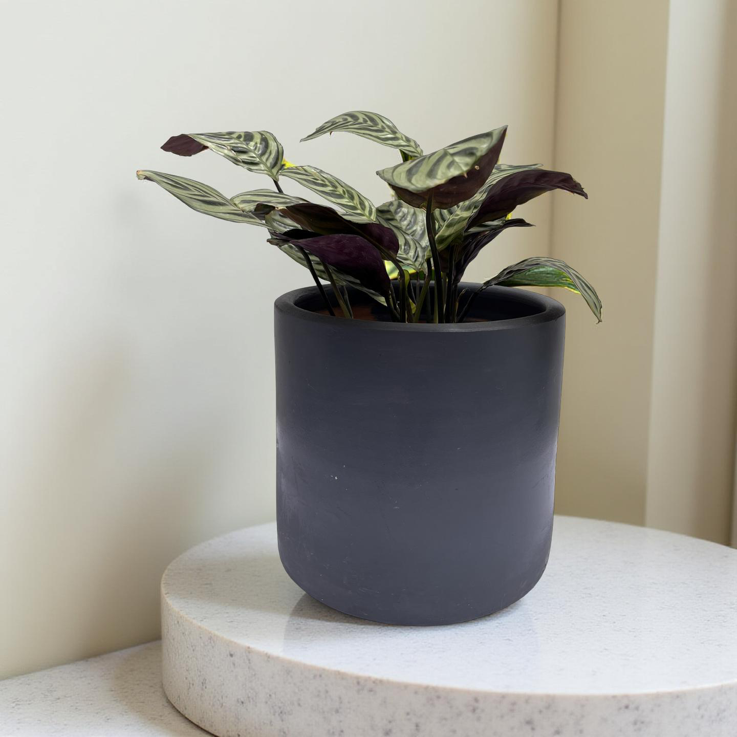 Maranta leuconeura (Calathea Sapito)