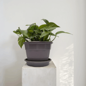 Epipremnum aureum (Boa o Potus)