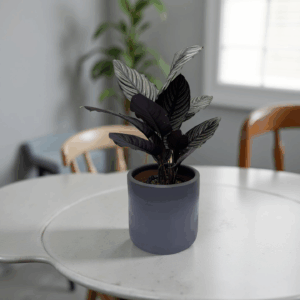 Calathea zebrina