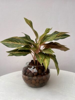 Aglaonema commutatum