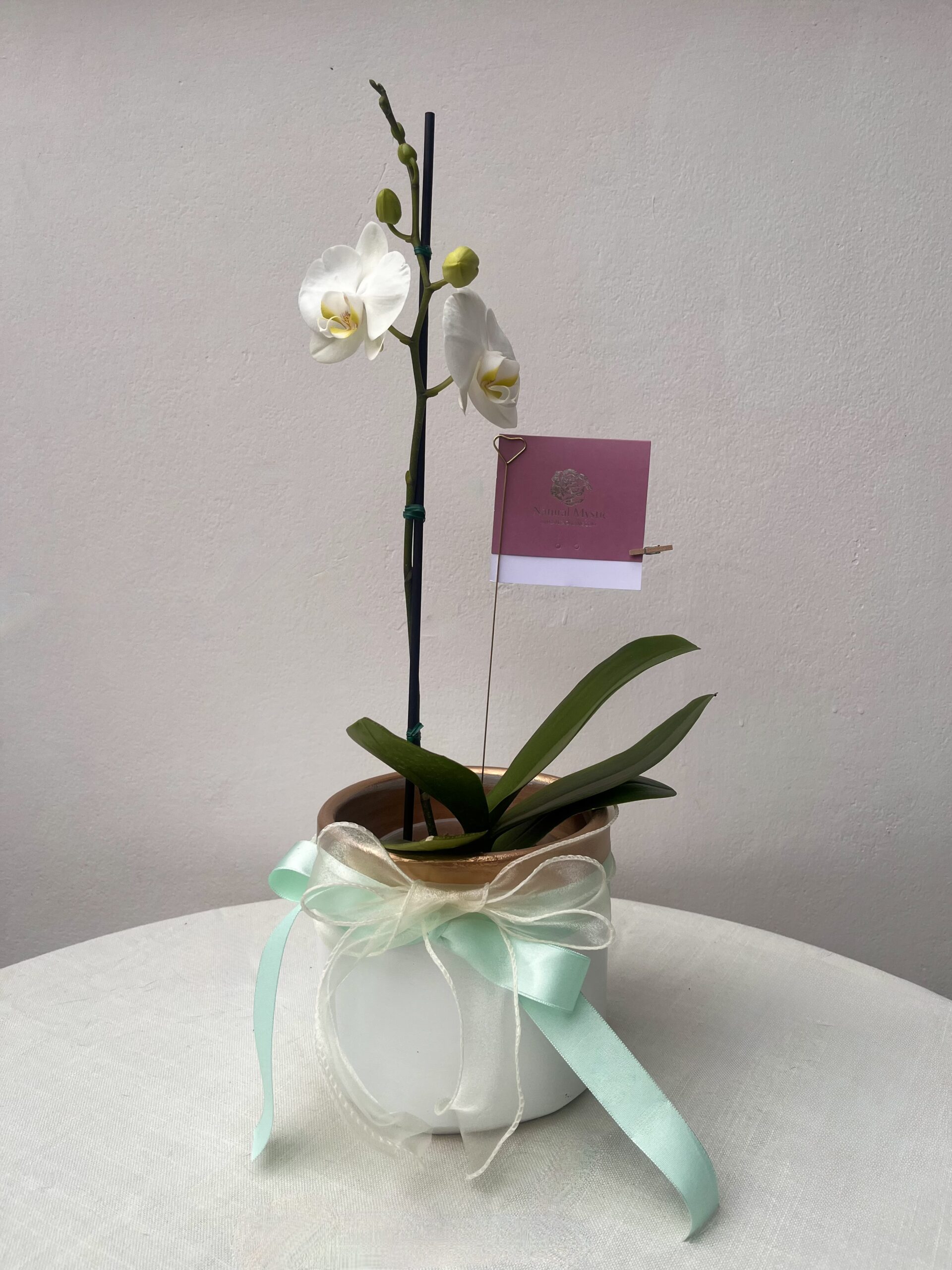 Orquídea Phalaenopsis amabilis (Blanca)