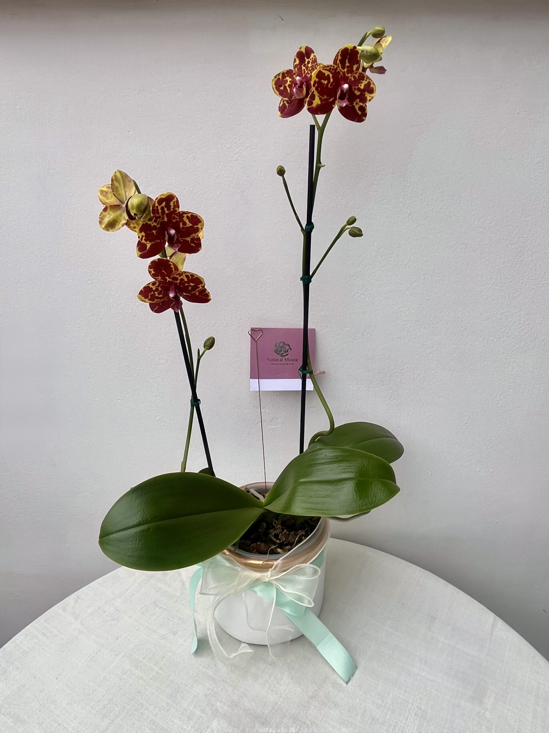 Phalaenopsis hybrid bicolor (Leopardo)