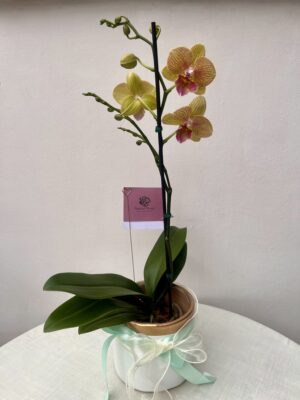 Orquídea Phalaenopsis hybrida (amarilla)