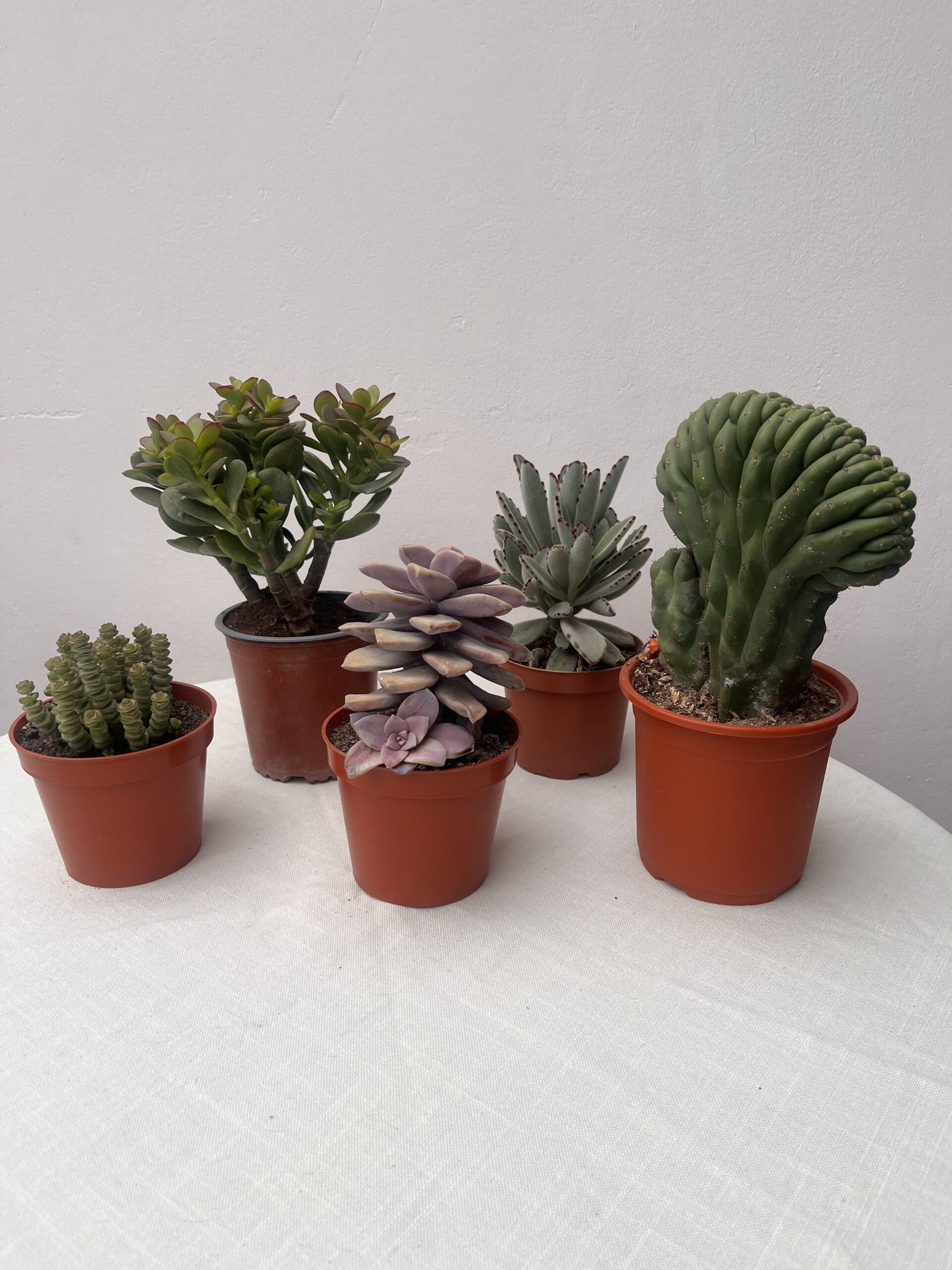Pack de 5 Suculentas