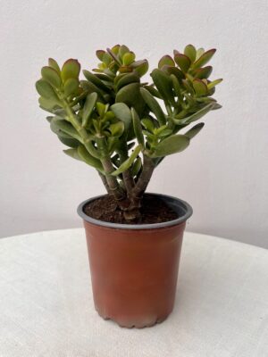 Crassula ovata