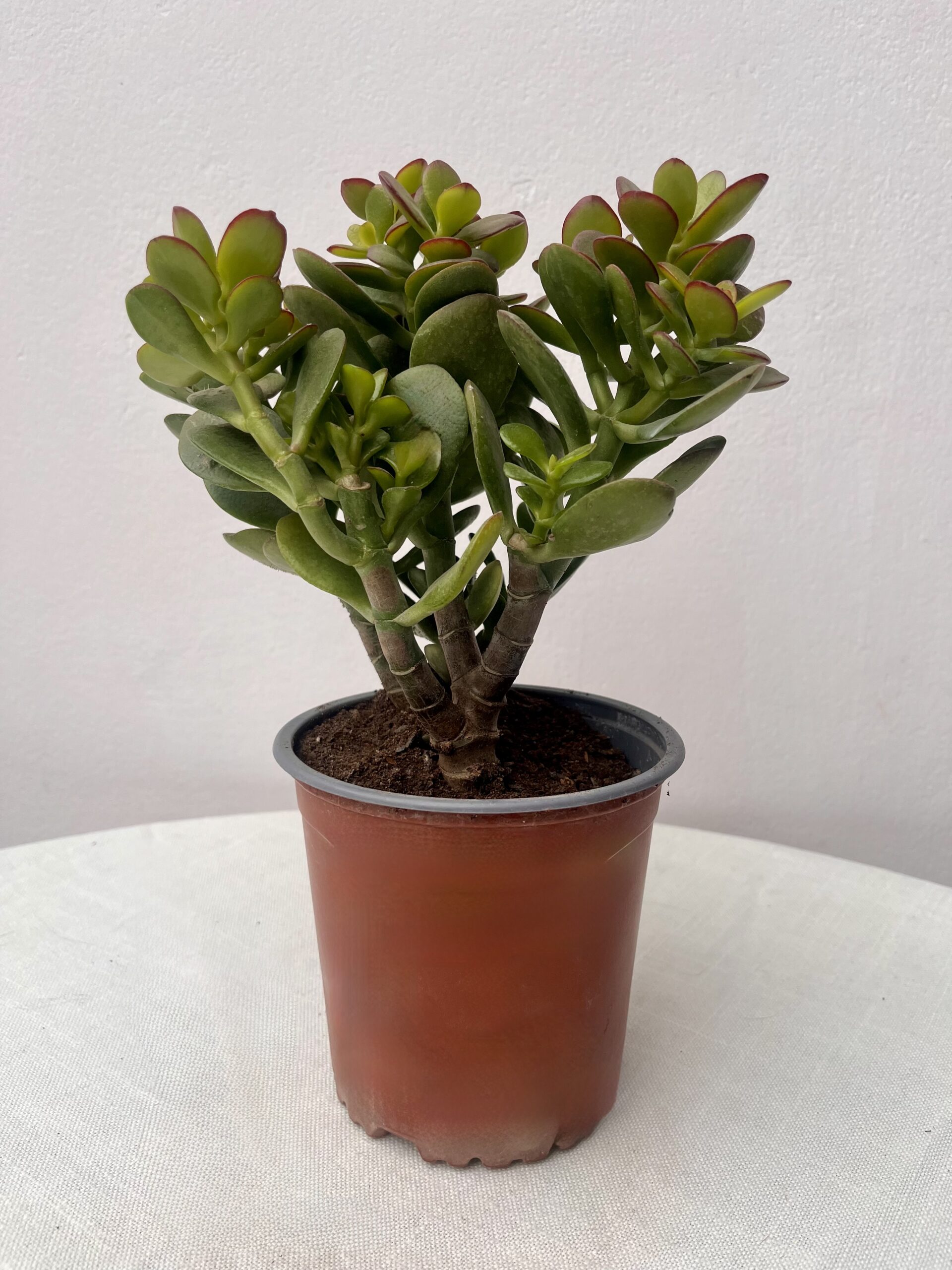Crassula ovata