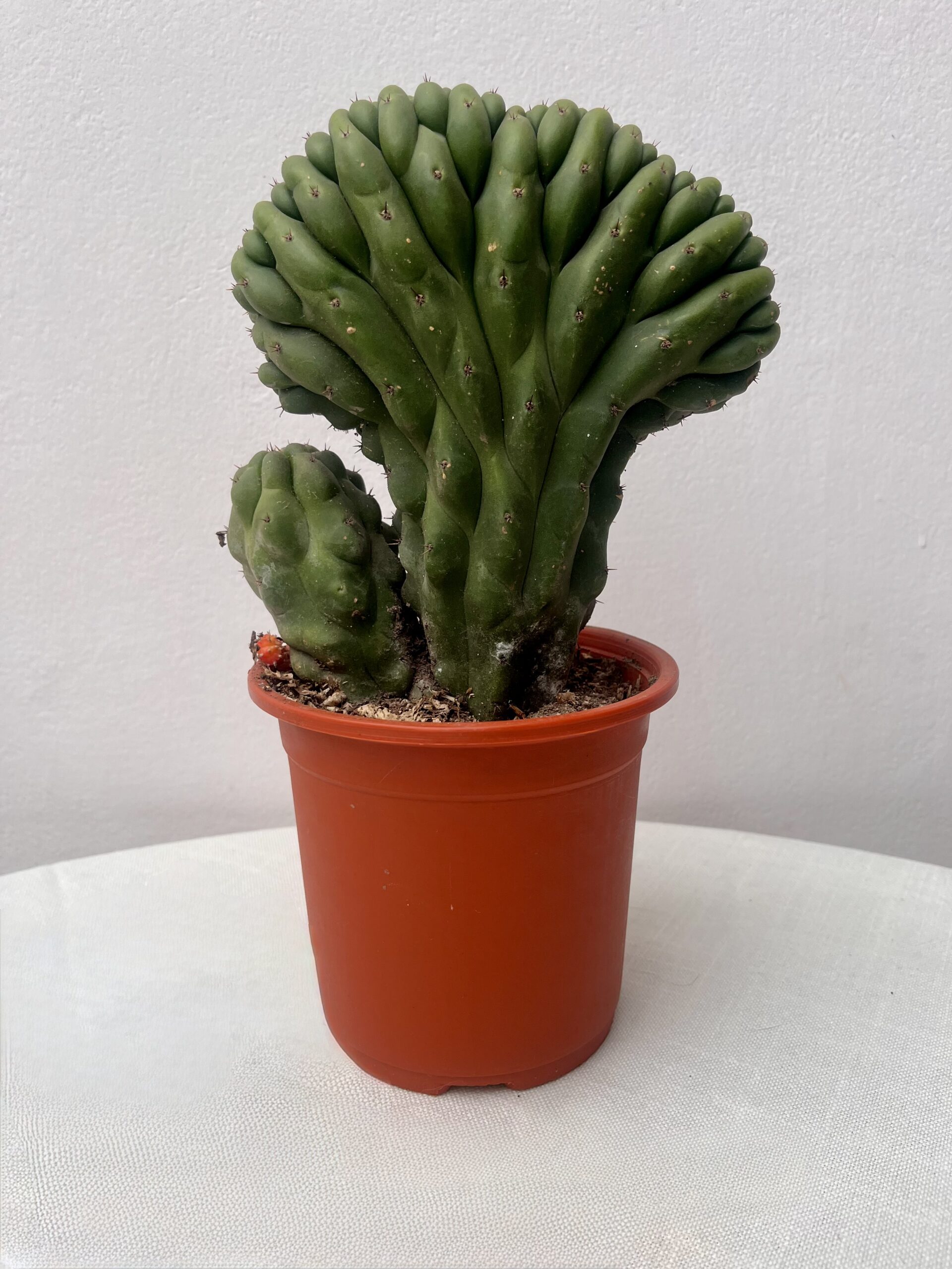 Cereus peruvianus monstruosus