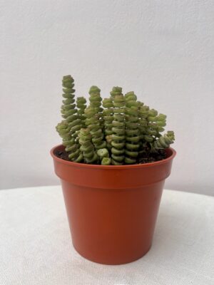 Crassula perforata