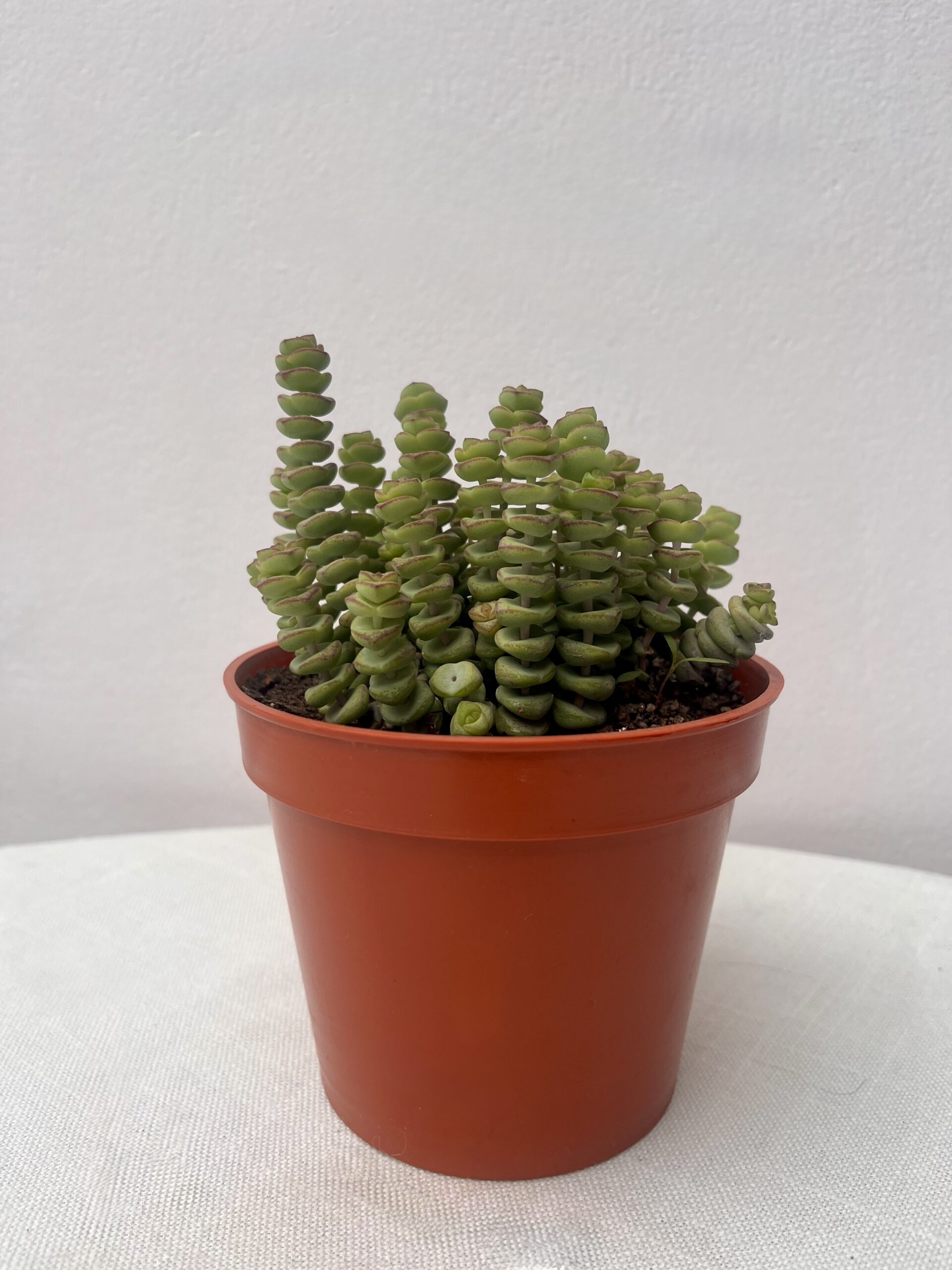 Crassula perforata