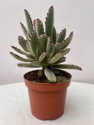 Kalanchoe tomentosa