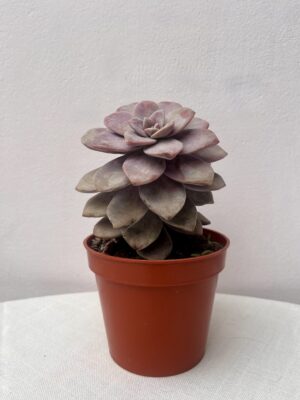 Echeveria lilacina