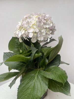 Hydrangea macrophylla