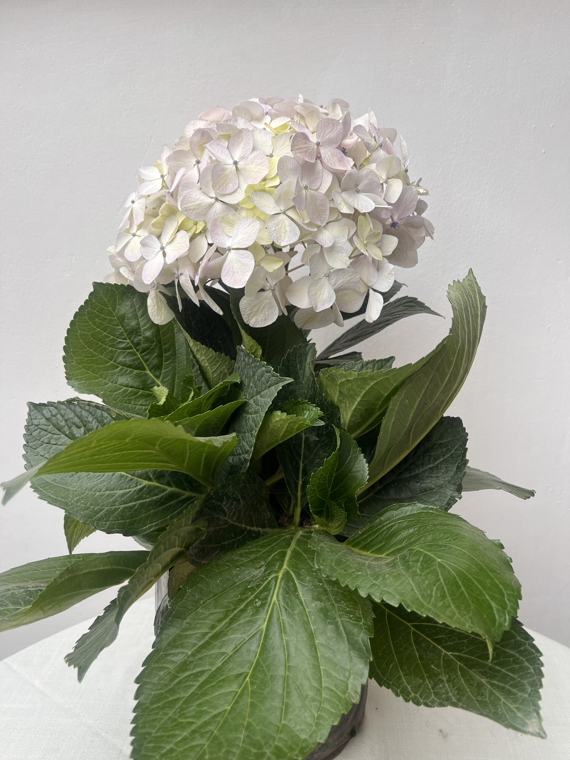 Hydrangea macrophylla