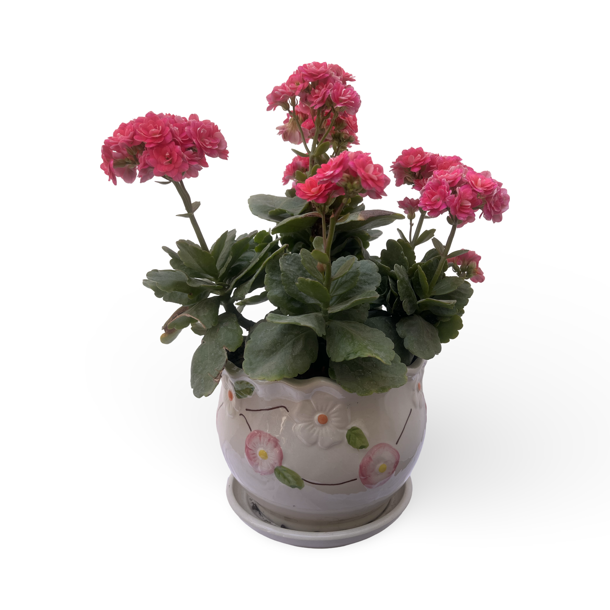 Kalanchoe
