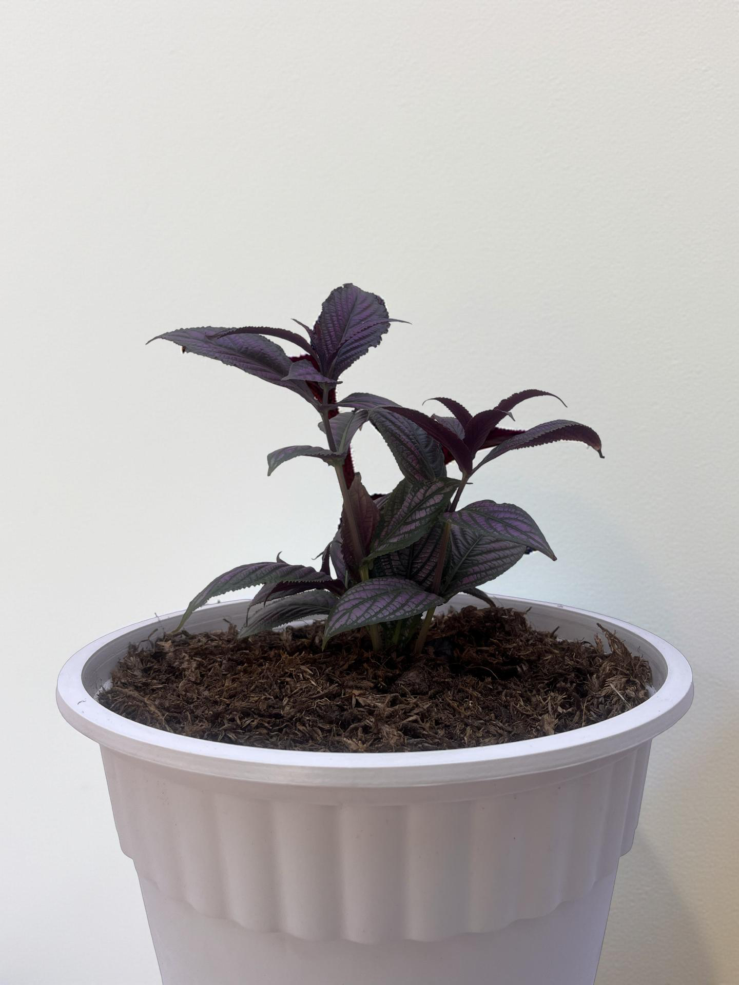 Strobilanthes dyerianus (Estrobilante o Escudo Persa) - Imagen 2