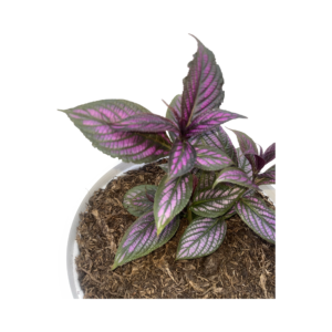 Strobilanthes dyerianus (Estrobilante o Escudo Persa)