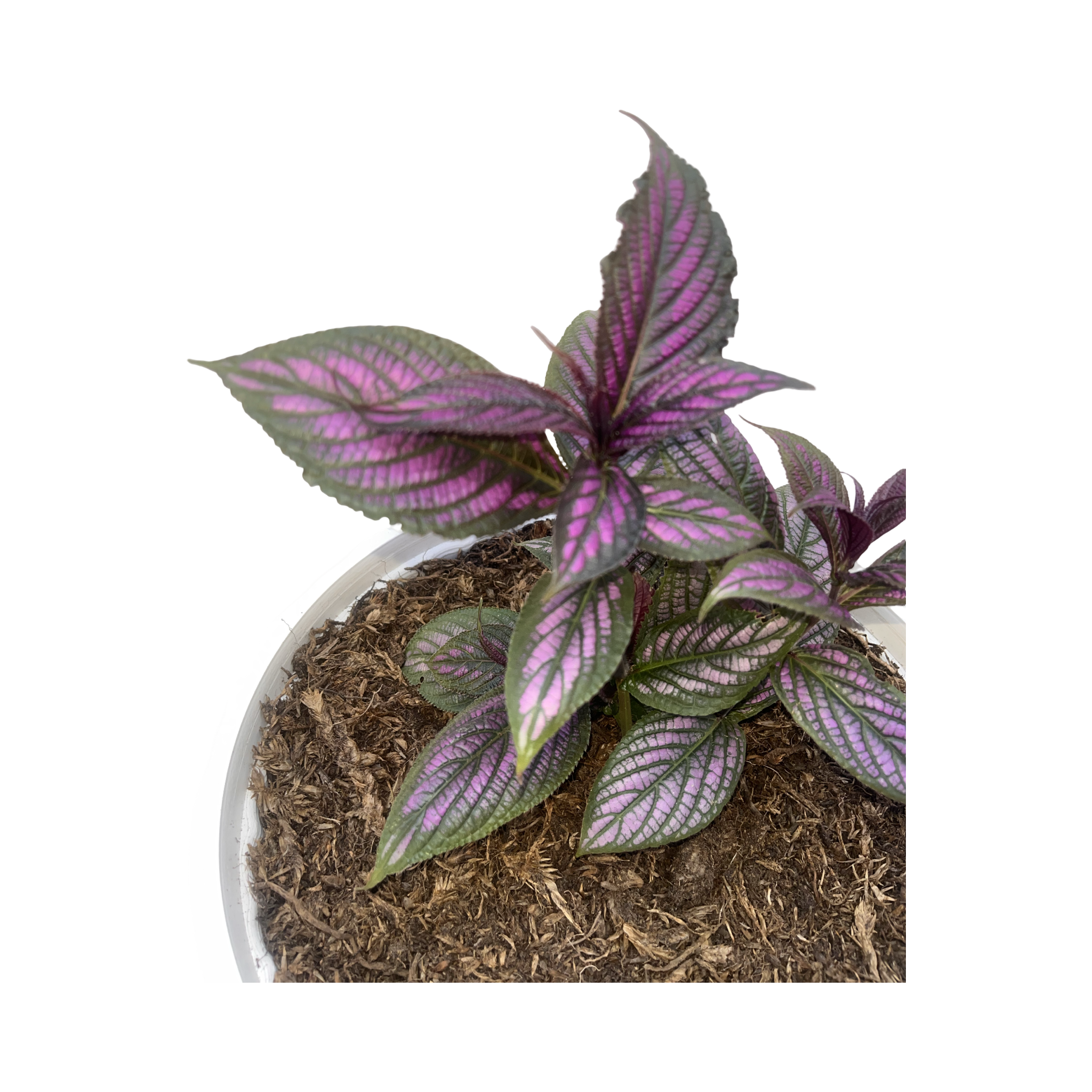 Strobilanthes dyerianus (Estrobilante o Escudo Persa)