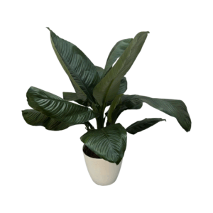 Spathiphyllum Sensation