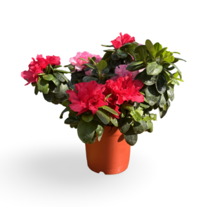 Rhododendron simsii (Azalea)